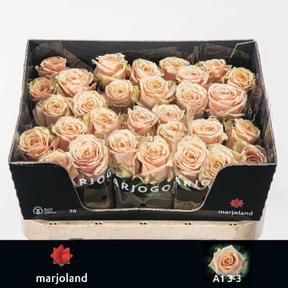 Rosa gr bellini!