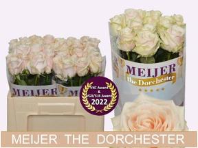 Rosa gr dorchester+