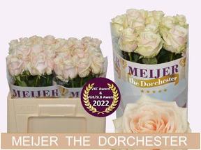Rosa gr dorchester+