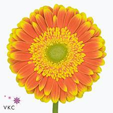 Gerbera diamond wannabe