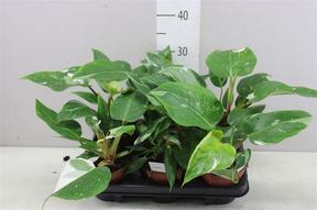 Philodendron White Wave