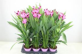 Curcuma 3+