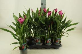 Curcuma 3+