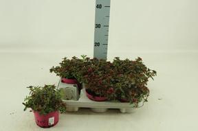 Sedum Deep Rose