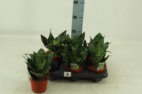 Sansevieria Hahnii mix