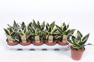 Sansevieria Hahnii mix