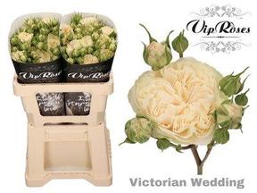 Rosa tr victorian wedding+