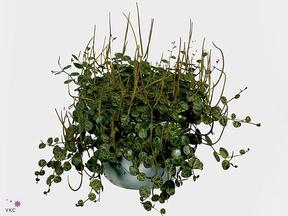 Peperomia Pepperspot