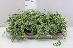 Ficus pumila White Sunny