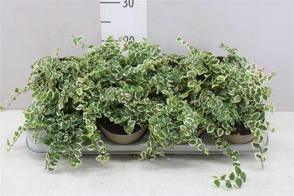 Ficus pumila White Sunny