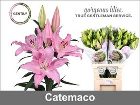 Lilium or catemaco