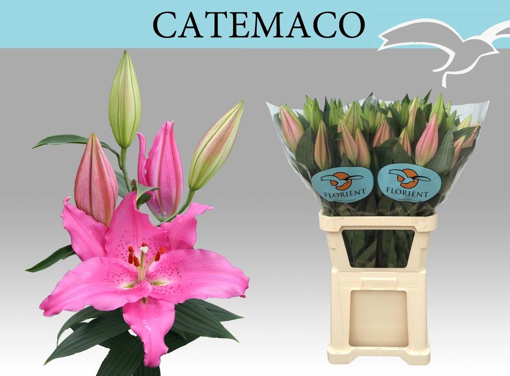 Lilium or catemaco