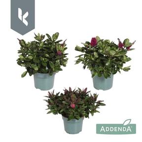 Hebe Addenda mix