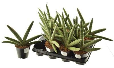 Sansevieria cylindrica