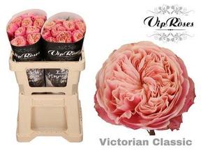Rosa gr garden victorian classic