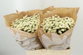 Matrecaria rio white