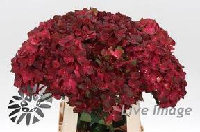 Hydrangea mag chocolate