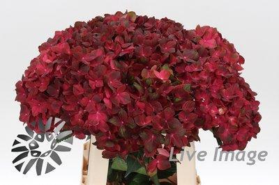 Hydrangea mag chocolate