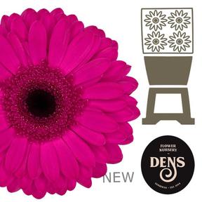 Gerbera diamond bon dia