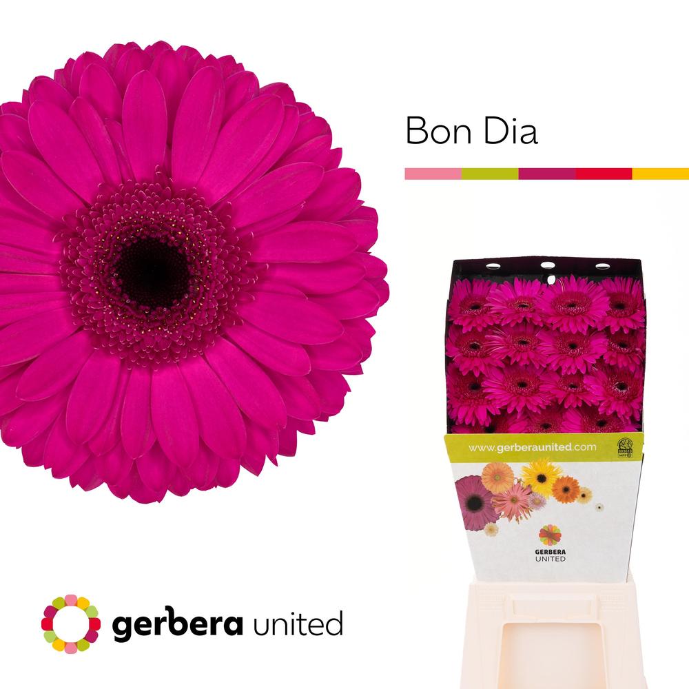 Gerbera diamond bon dia