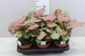 Syngonium Neon