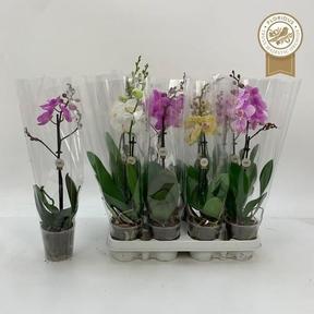 Phalaenopsis mix 1tak
