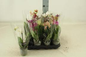 Phalaenopsis mix 1tak