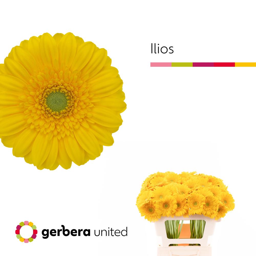 Germini plastic ilios