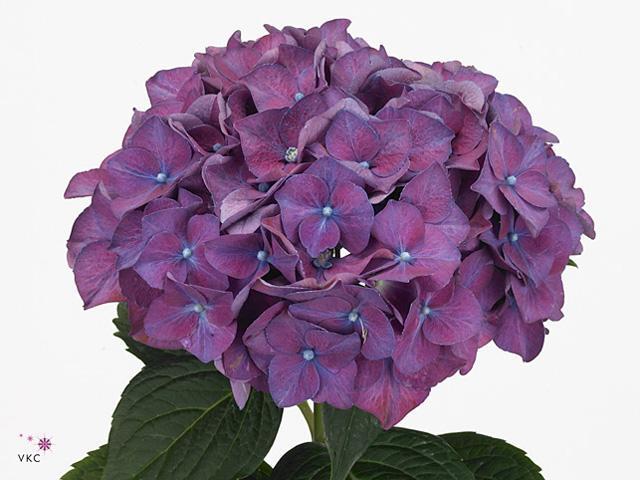 Hydrangea rodeo paars