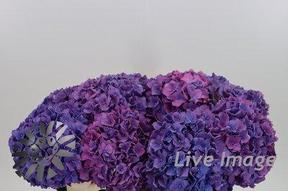 Hydrangea rodeo paars