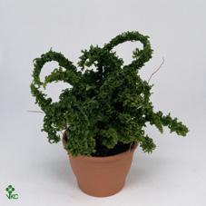Nephrolepis Montana