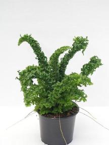 Nephrolepis Montana