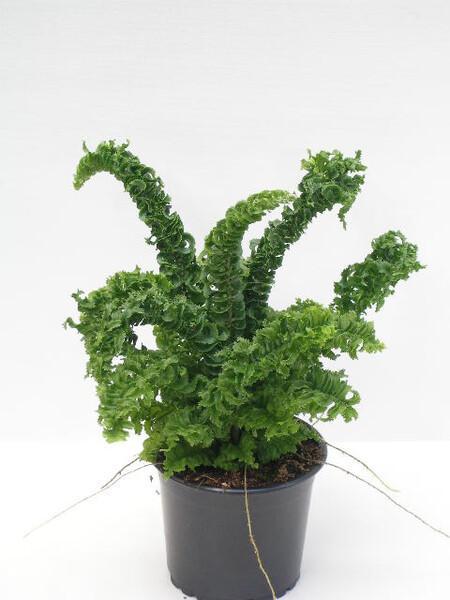 Nephrolepis Montana