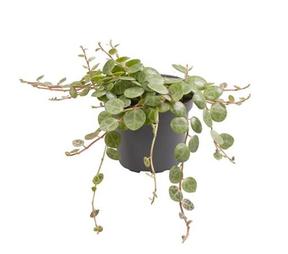 Peperomia prostrata