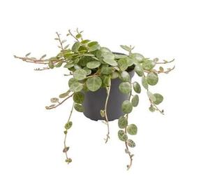 Peperomia prostrata