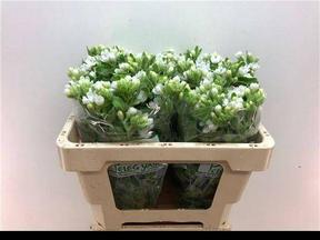 Oxypetalum perfect white harmony