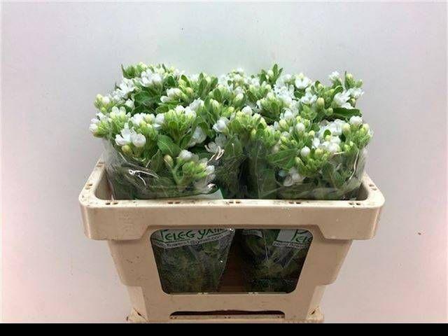 Oxypetalum perfect white harmony