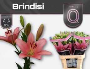 Lilium la brindisi