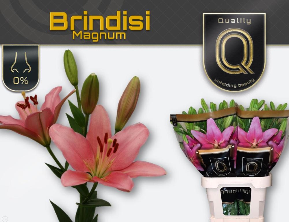 Lilium la brindisi
