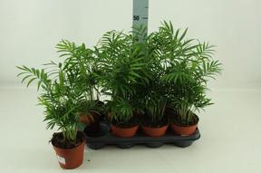 Chamaedorea elegans