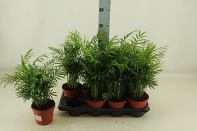 Chamaedorea elegans