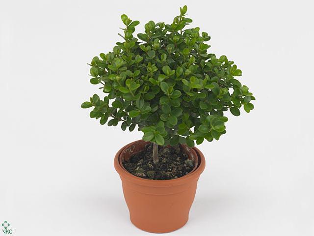 Myrsine africana