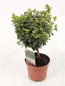 Myrsine africana