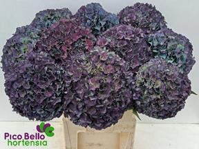 Hydrangea royal parade classic