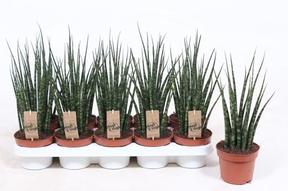 Sansevieria Fernwood Punk