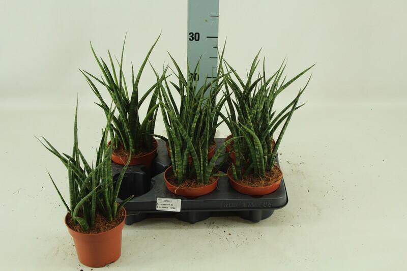Sansevieria Fernwood Punk
