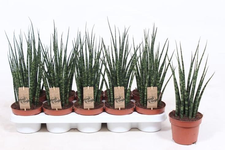 Sansevieria Fernwood Punk