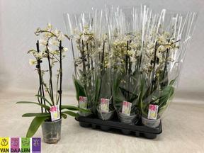 Phalaenopsis Wild white 3tak