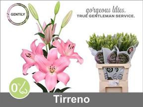 Lilium la tirreno
