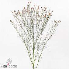 Limonium maxima diamond